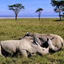 A Toxic Solution to Rhino Poaching in South Africa