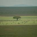The Best Safari Destinations Around the World