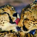 The Life of a Leopard YouTube Video