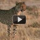 Funny Talking Animals - Footage from Safaris in Africa