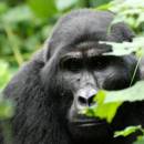 Close encounter with Mountain Gorillas - YouTube Video