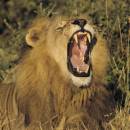 Videos of Africa: safari wildlife