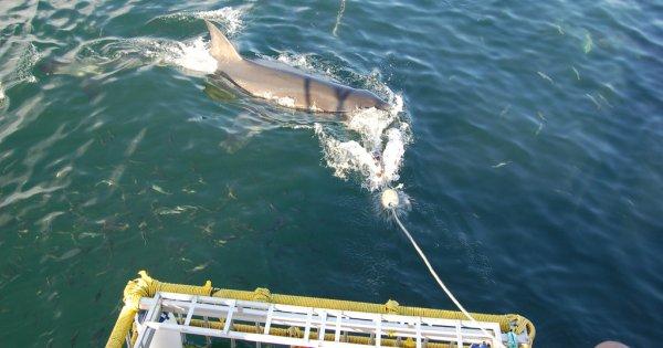 Great White Shark Cage Diving