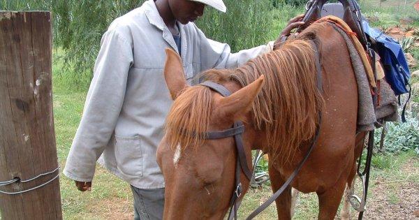 Malealea Pony Trekking