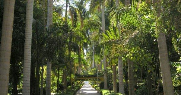 Kitchener Island Botanic Gardens