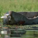 Okavango Delta Mokoro Excursion