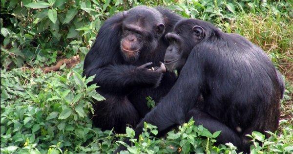 Ngamba Island Chimpanzee Sanctuary