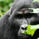 Gorilla Trekking in Uganda