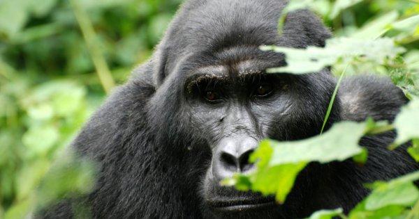 Gorilla Trekking in Uganda