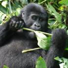 Gorilla Trekking in Uganda
