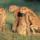 Serengeti National Park Excursion