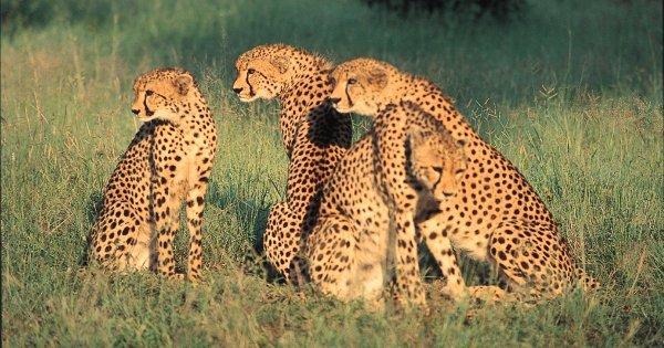 Serengeti National Park Excursion