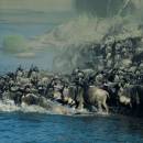 Serengeti National Park Excursion