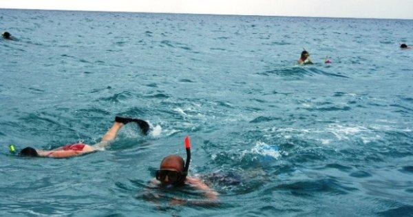 Swimming with Dolphins