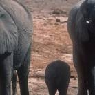 Cape Town to Victoria Falls Accommodated Tour