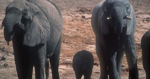 Chobe National Park Day Trip