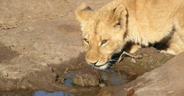 Hwange National Park 3 Day Excursion