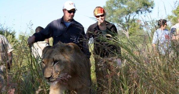 Walk with the Lions - Victoria Falls