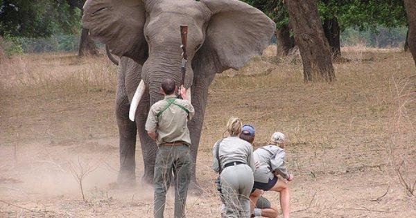Zimbabwe Walking Safaris