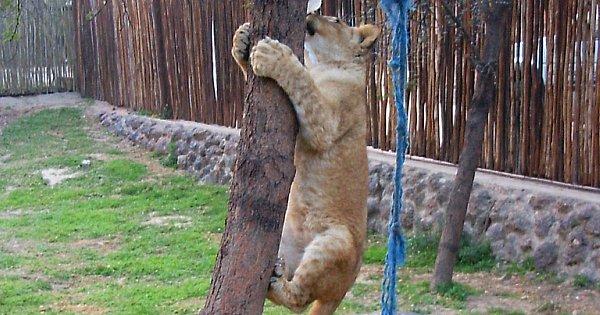 Antelope Park Lion Breeding Program