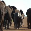 Addo Elephant National Park
