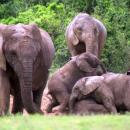 Addo Elephant National Park
