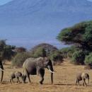 Amboseli National Park
