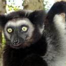Andasibe National Park