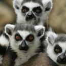 Ankarana National Park