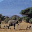 Arusha
