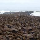 Cape Cross Seal Colony