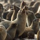 Cape Cross Seal Colony