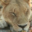 Central Kalahari