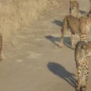 Cheetah Park