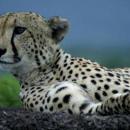 Cheetah Park