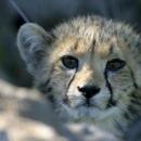 Cheetah Park