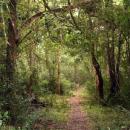 Chirinda Forest