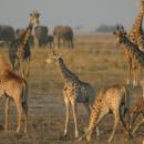 Chobe National Park