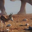 Etosha National Park