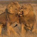 Etosha National Park