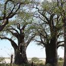 Francistown