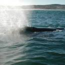 Hermanus