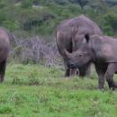 Hluhluwe Imfolozi Game Reserve