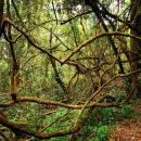Hogsback