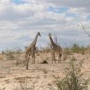 Hwange National Park