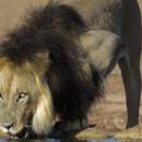 Kgalagadi Transfrontier National Park