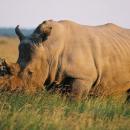 Khama Rhino Sanctuary