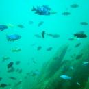 Lake Malawi