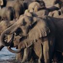 Lake Manyara National Park