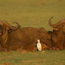 Lake Manyara National Park